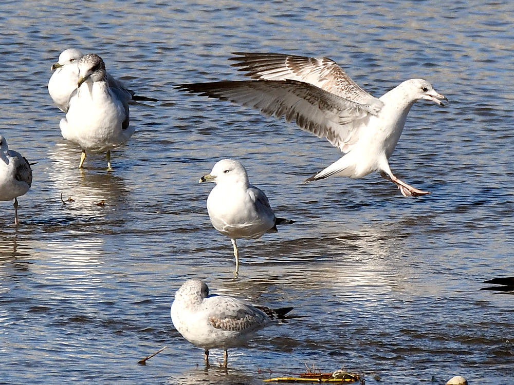 Gull.jpg