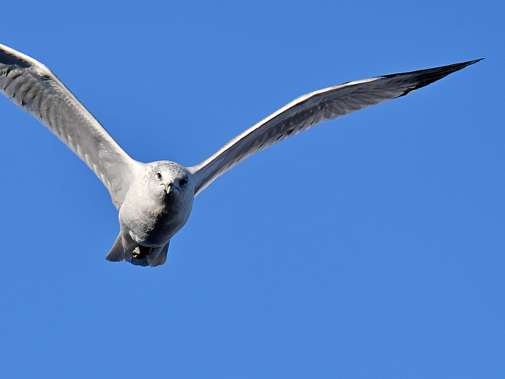 Gull.jpg