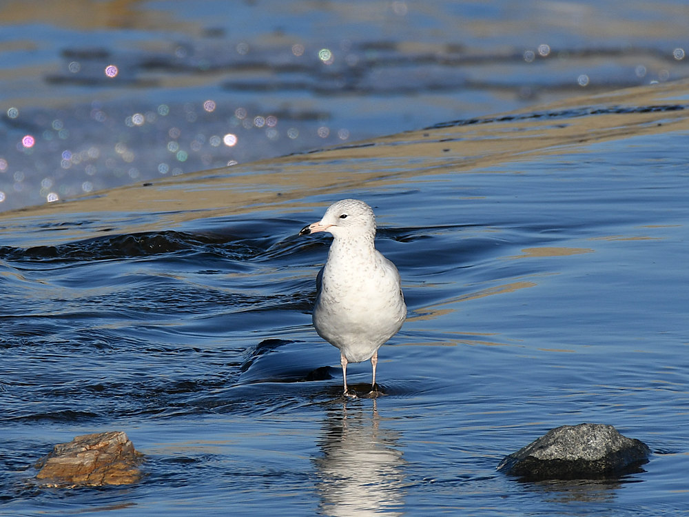 Gull.jpg