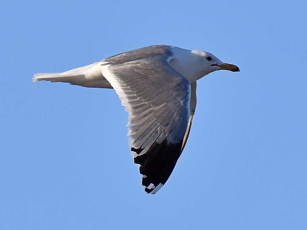 Gull.jpg