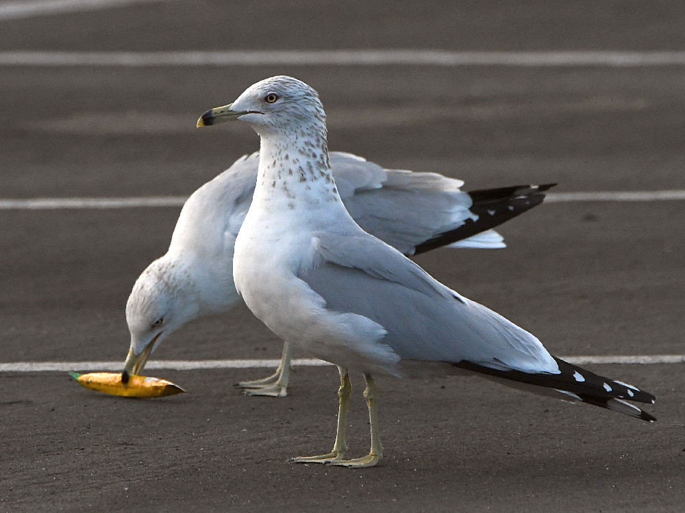Gull.jpg