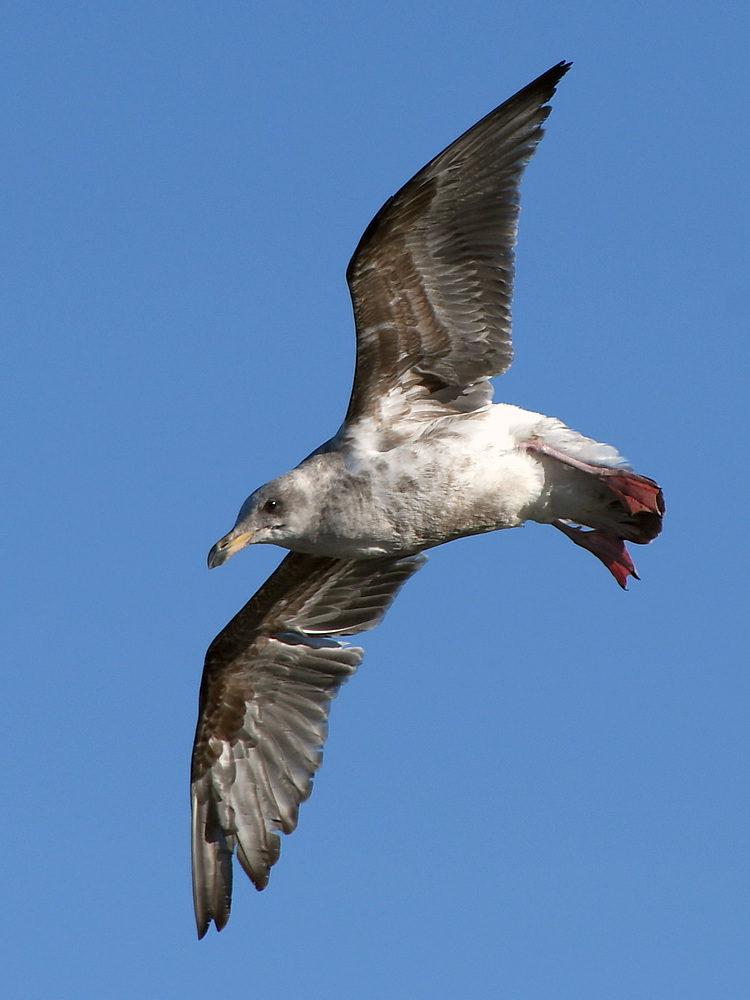 Gull.JPG