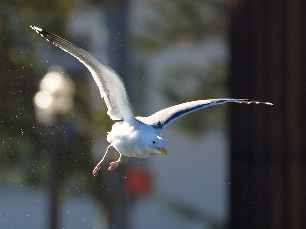 Gull.JPG