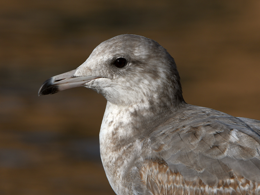 Gull.JPG
