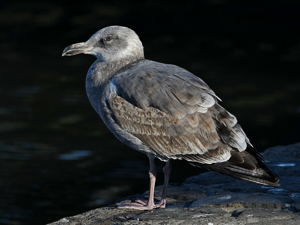 Gull.JPG