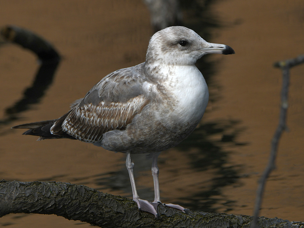 Gull.JPG