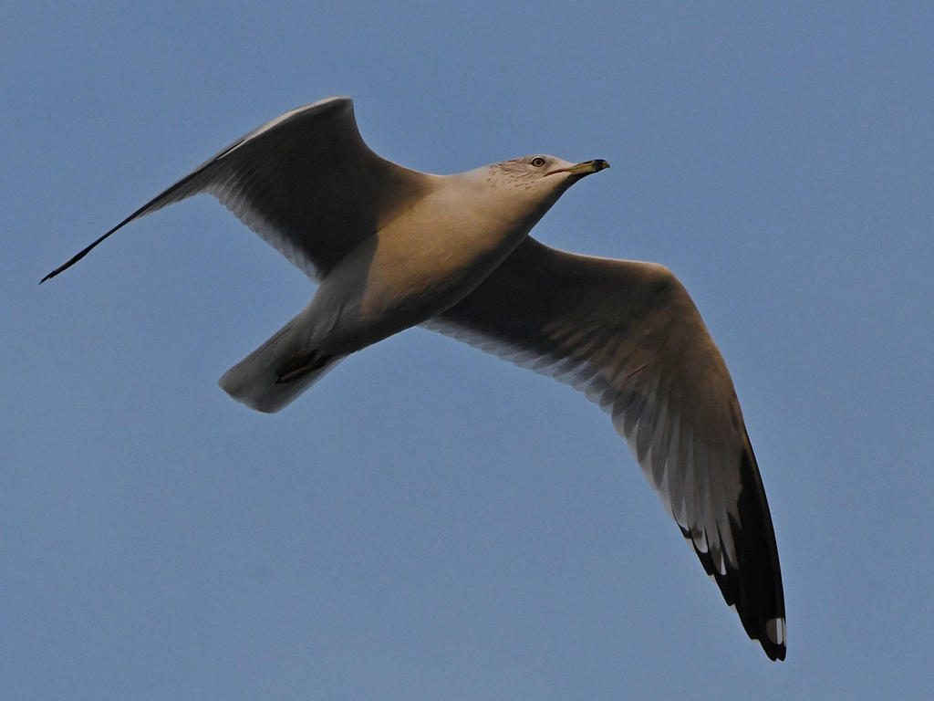 Gull.jpg