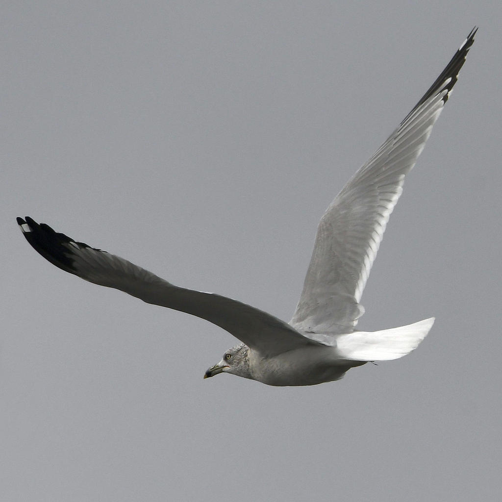 Gull.jpg