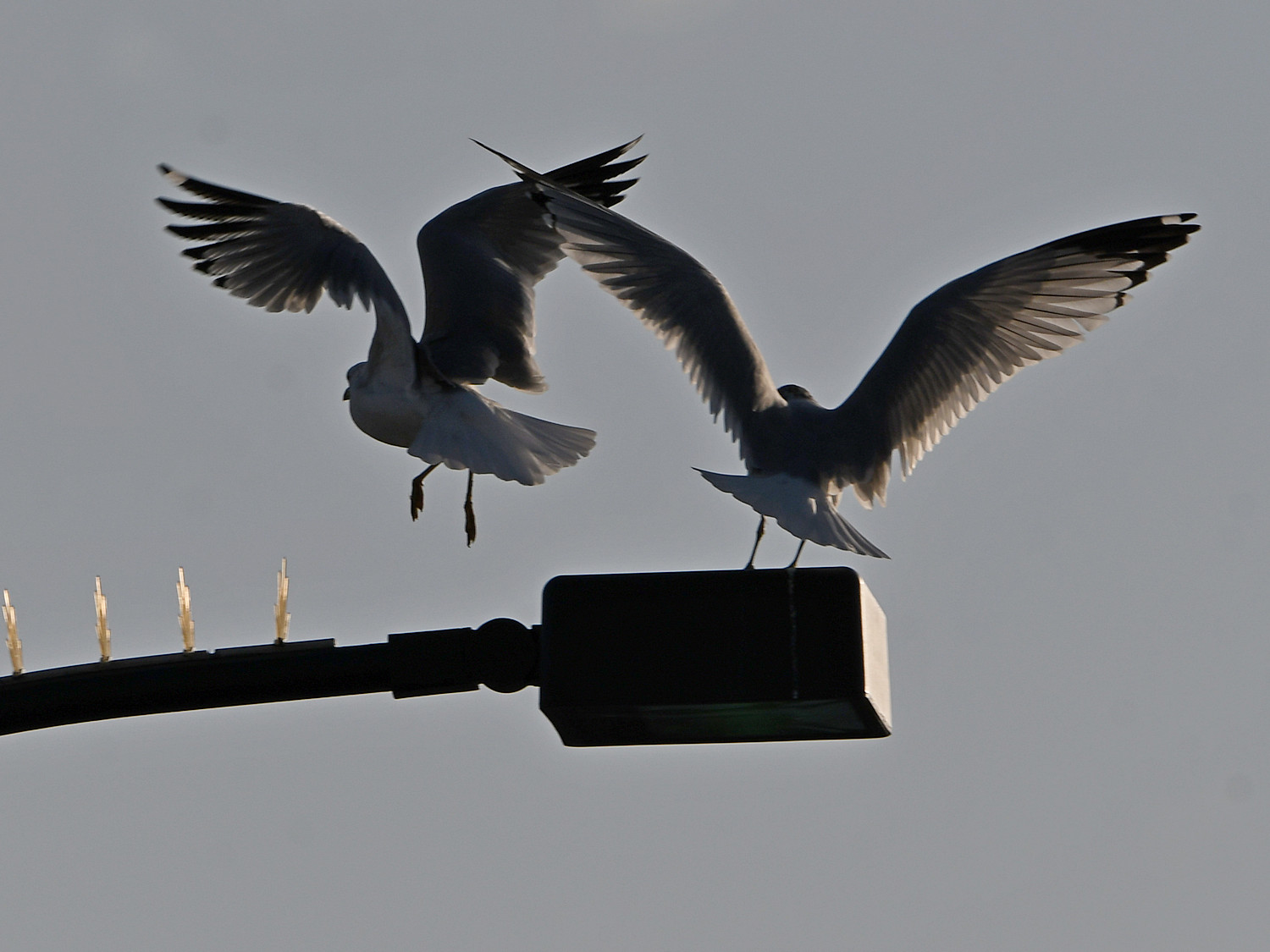 Gull.jpg