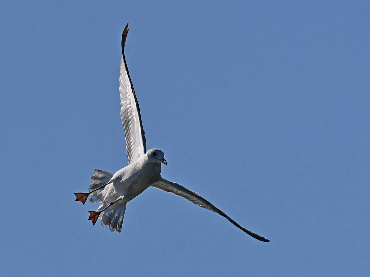 Gull.jpg