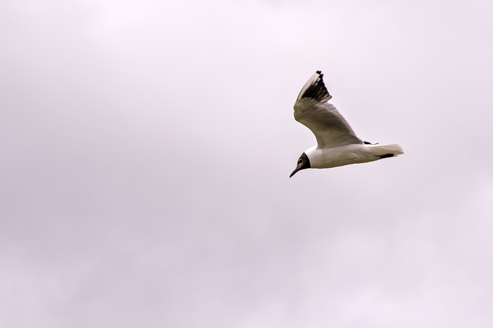 Gull.jpg