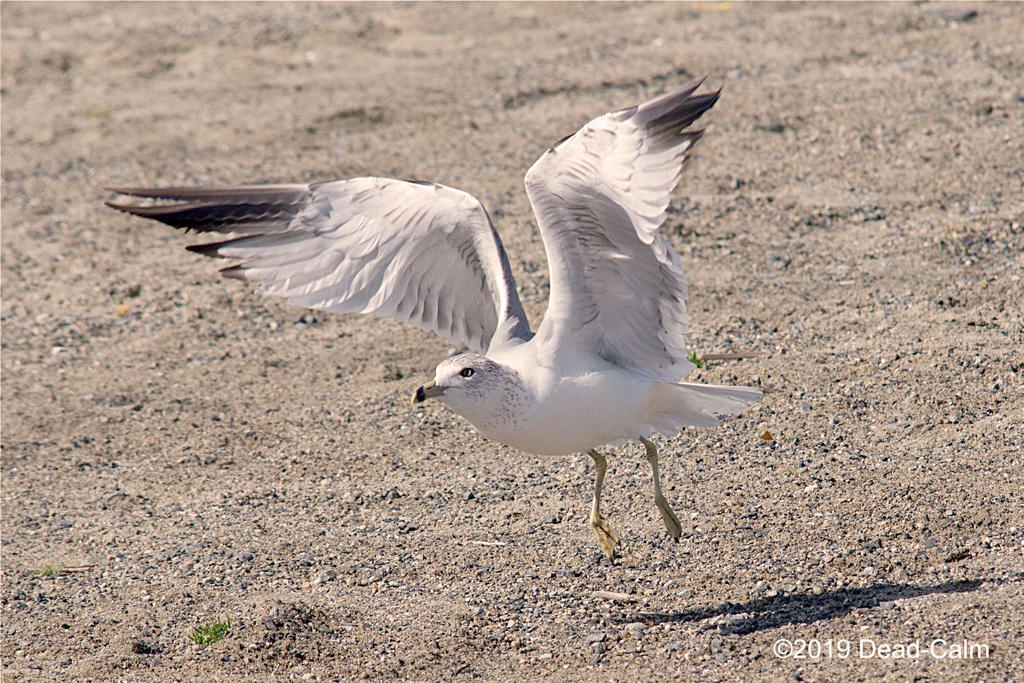 gull N 500_9124.jpg