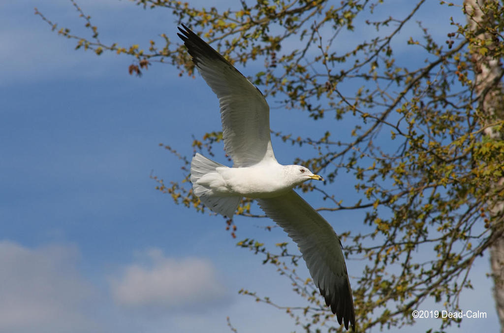 gull N 500_9182.jpg