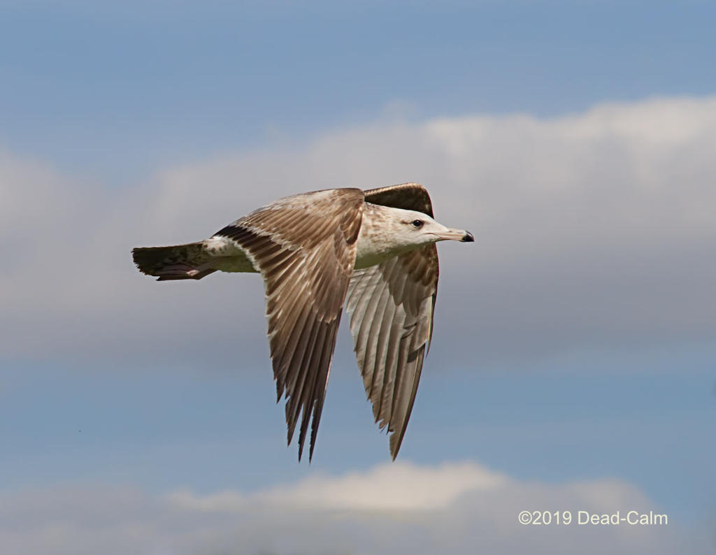 Gull N 500_9183.jpg