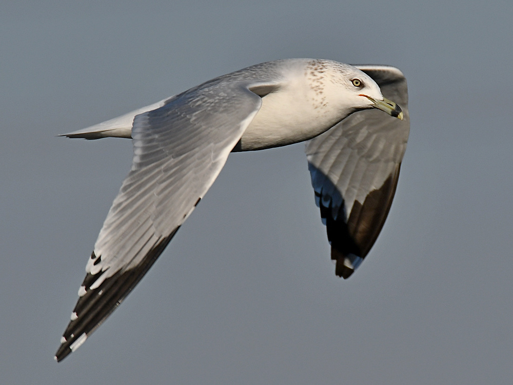 Gull10.jpg