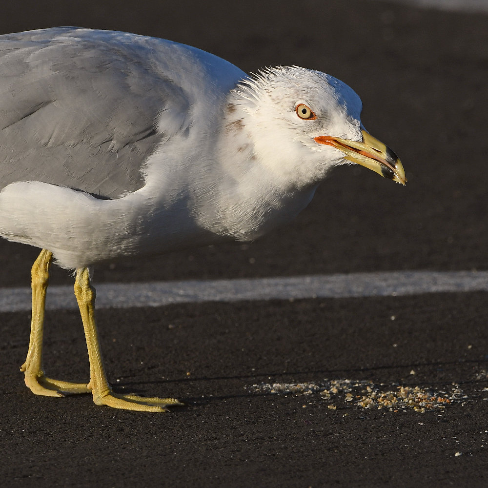 Gull10.jpg