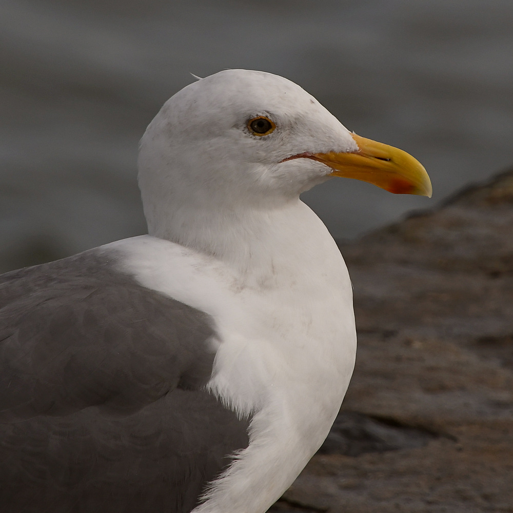 Gull10.JPG