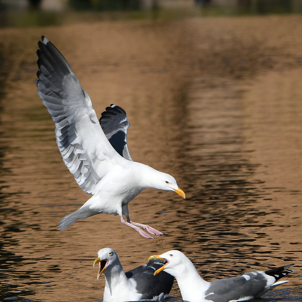 Gull10.JPG