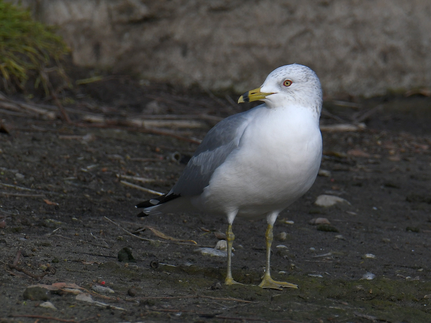 Gull10.jpg
