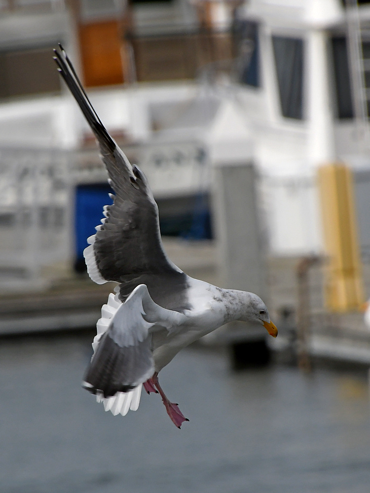 Gull11.JPG