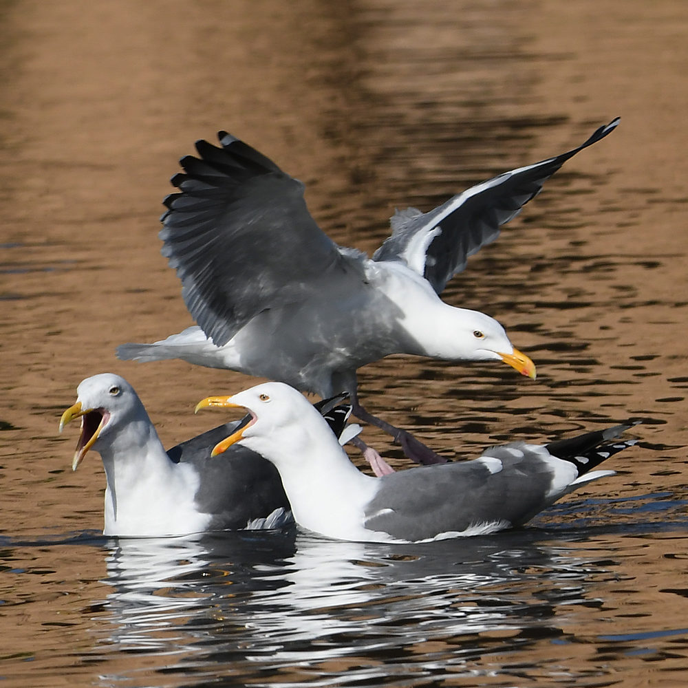 Gull11.JPG