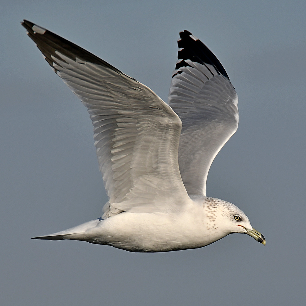 Gull12.jpg