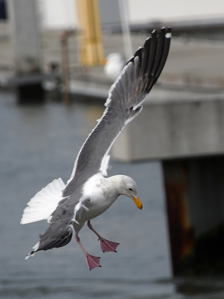 Gull12.JPG