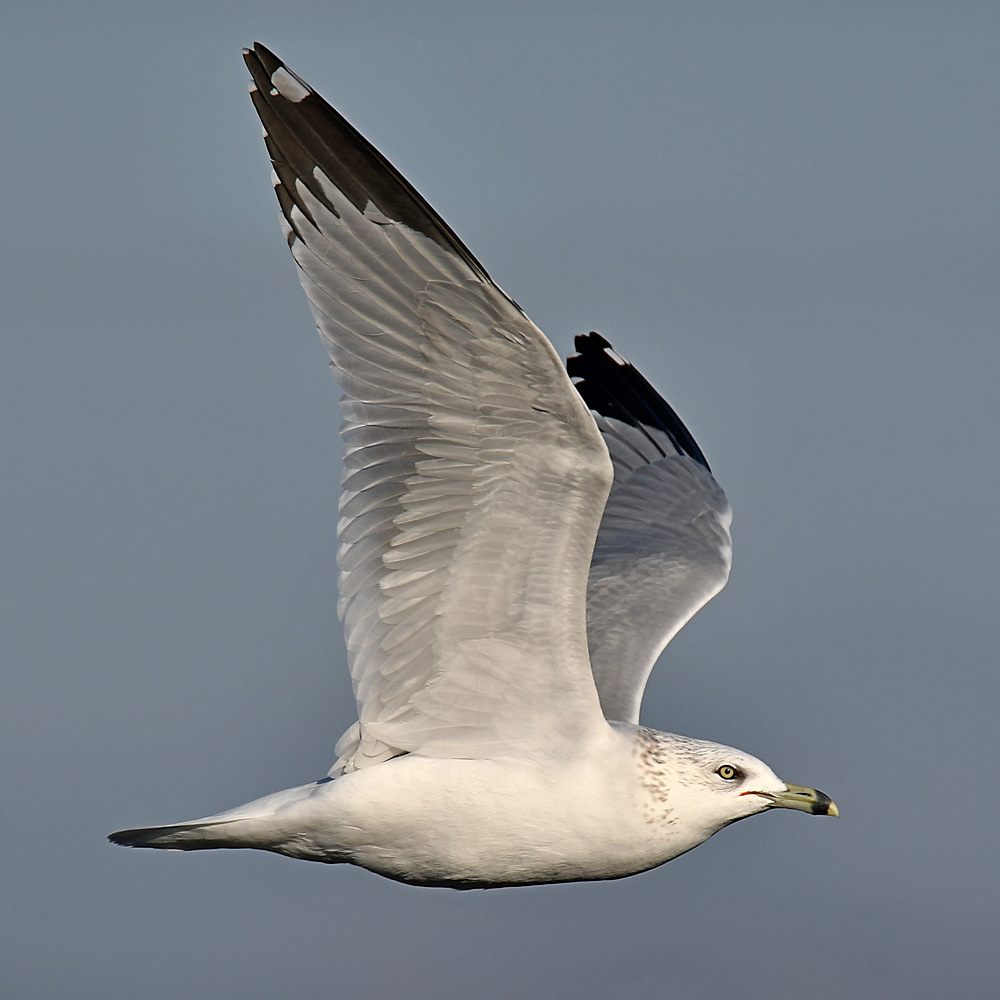 Gull13.jpg