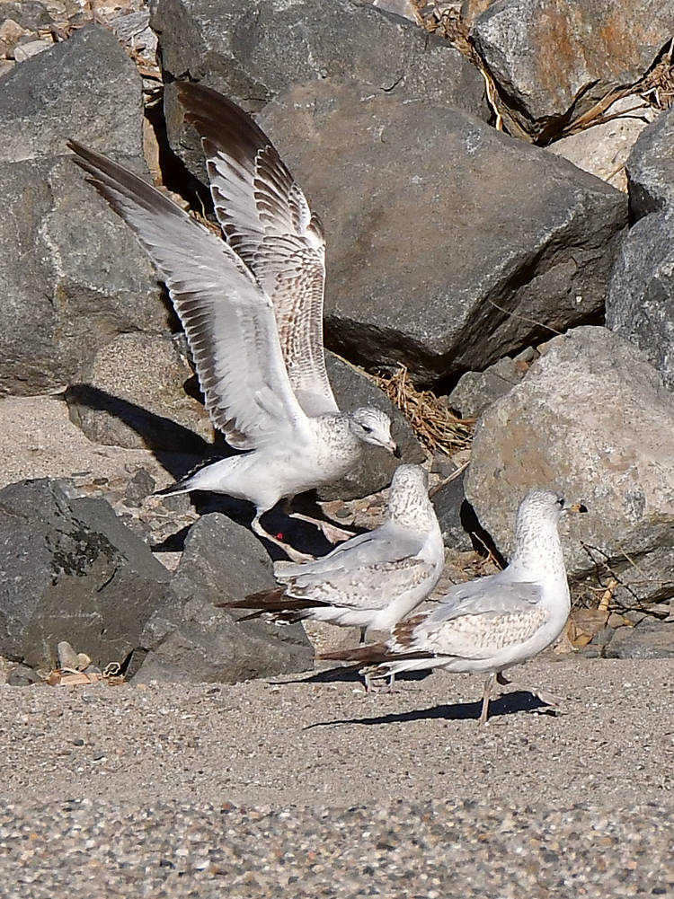 Gull13.jpg