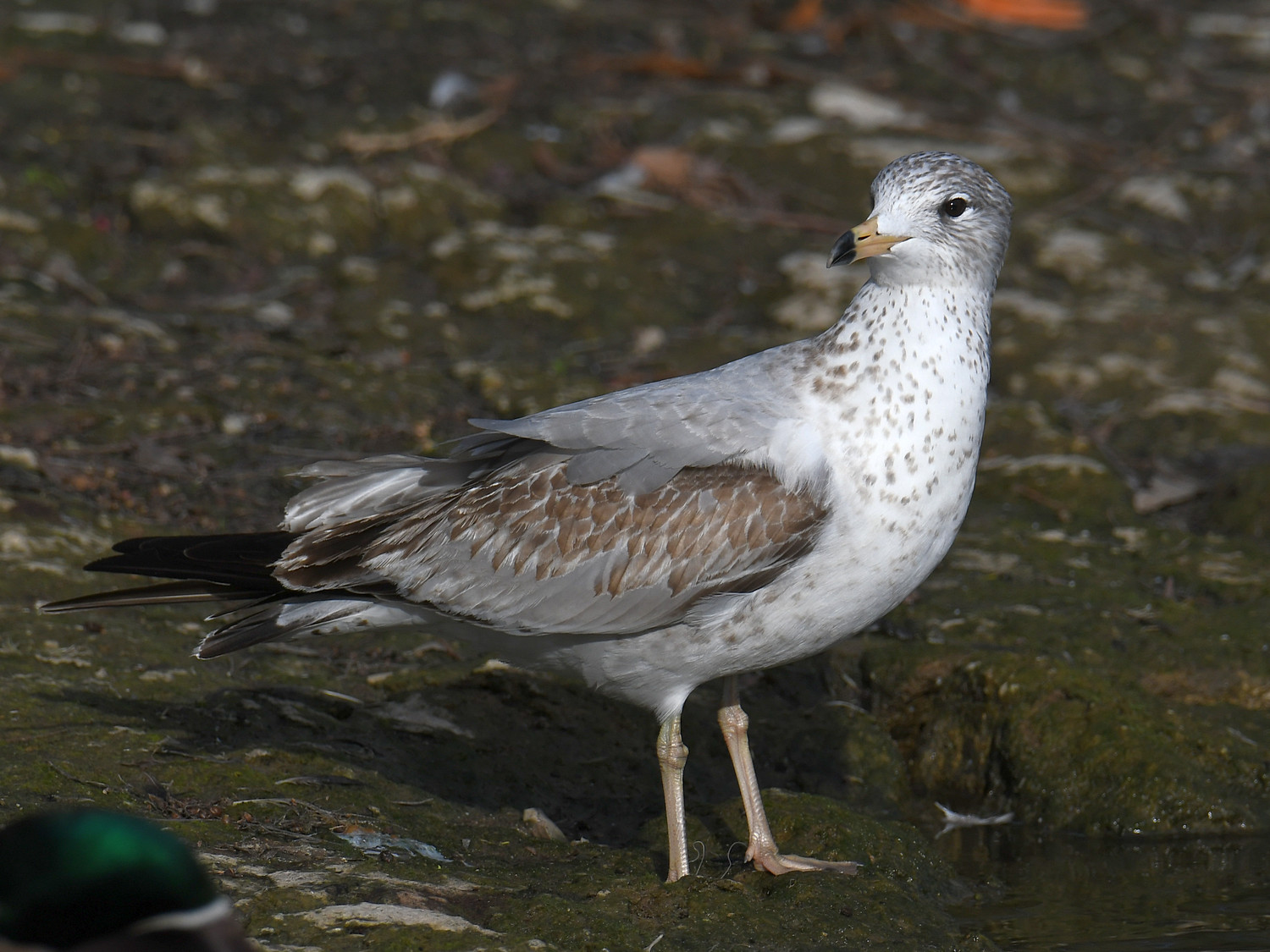 Gull13.jpg