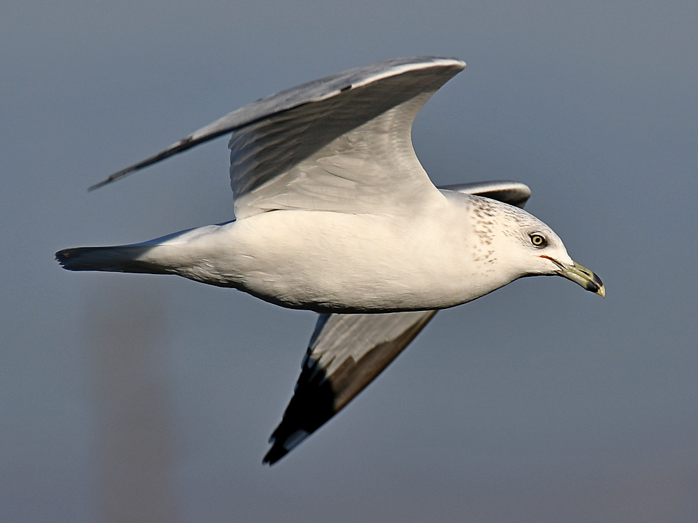 Gull14.jpg