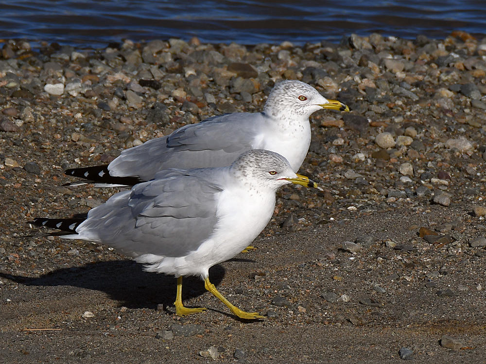 Gull14.jpg
