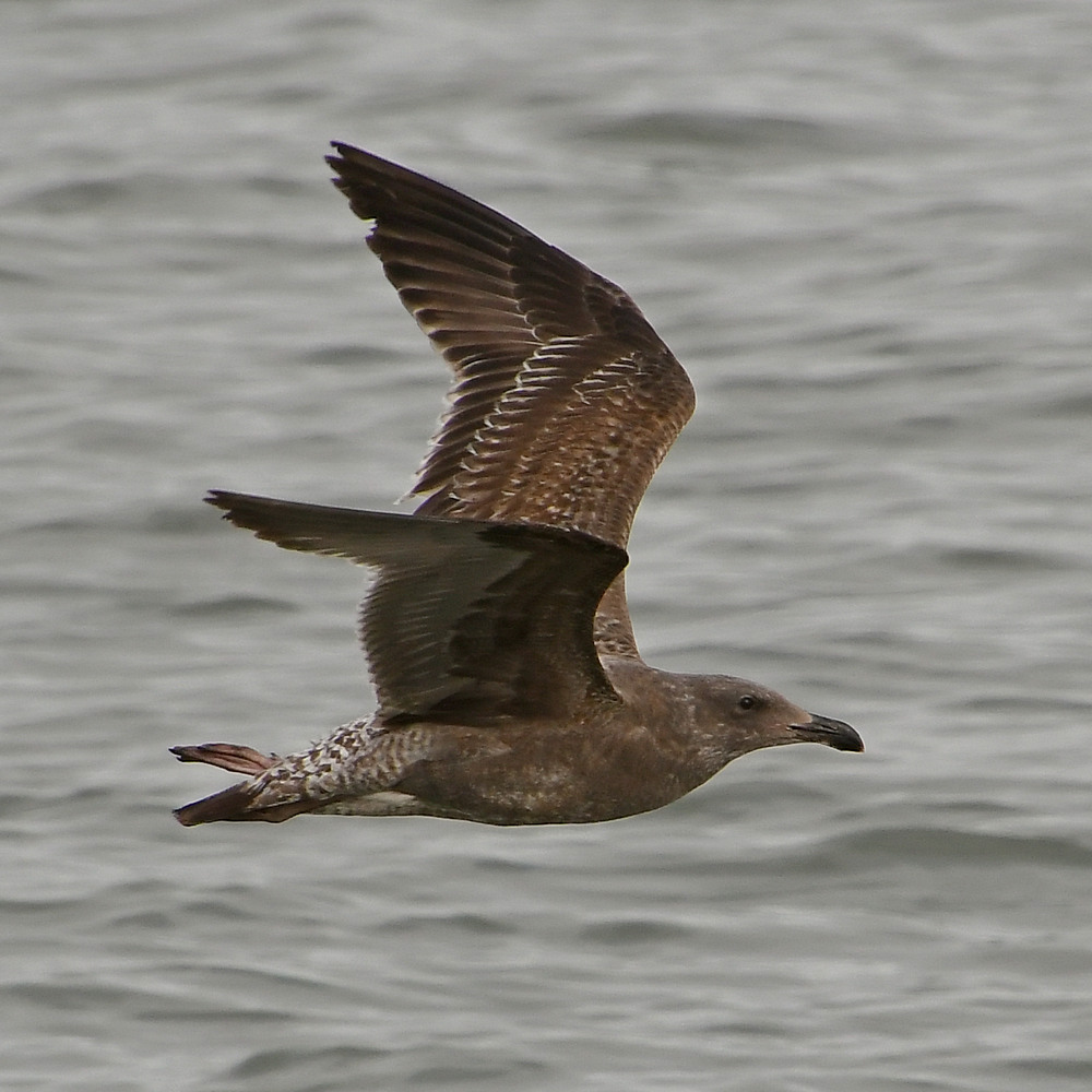 Gull14.JPG