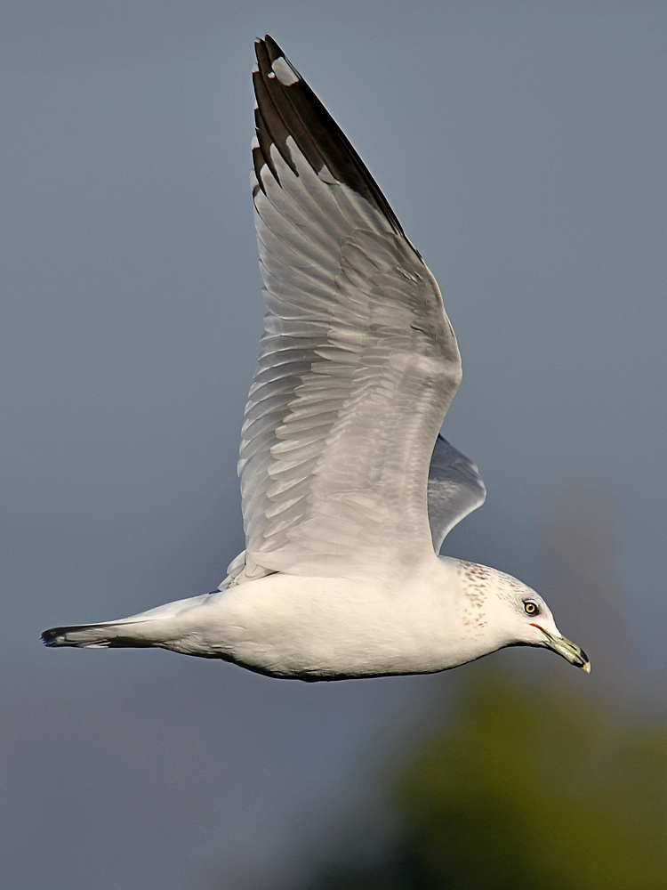 Gull15.jpg