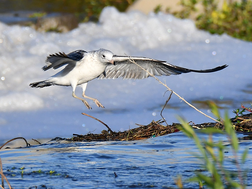 Gull16.jpg