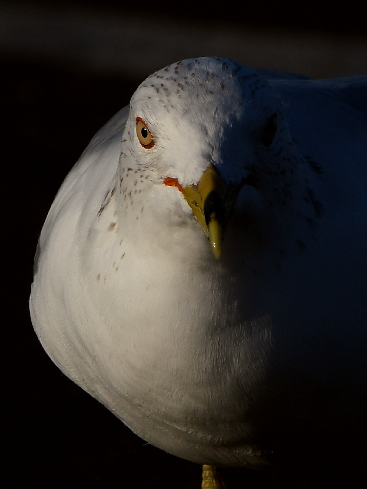 Gull16.jpg