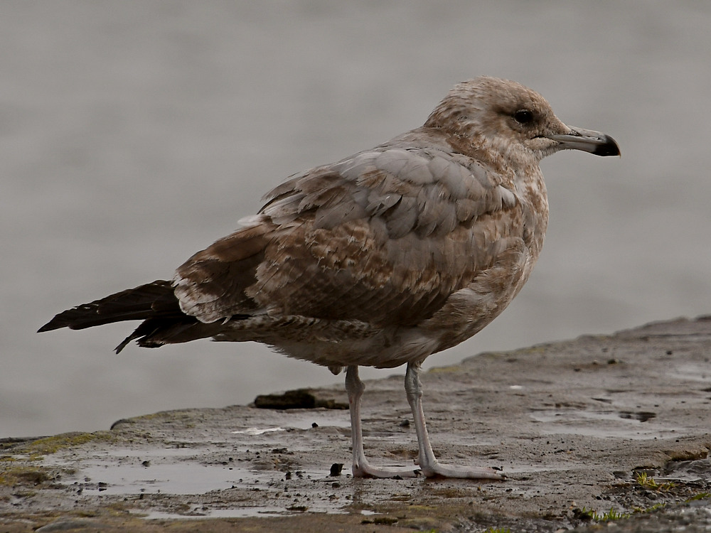 Gull16.JPG