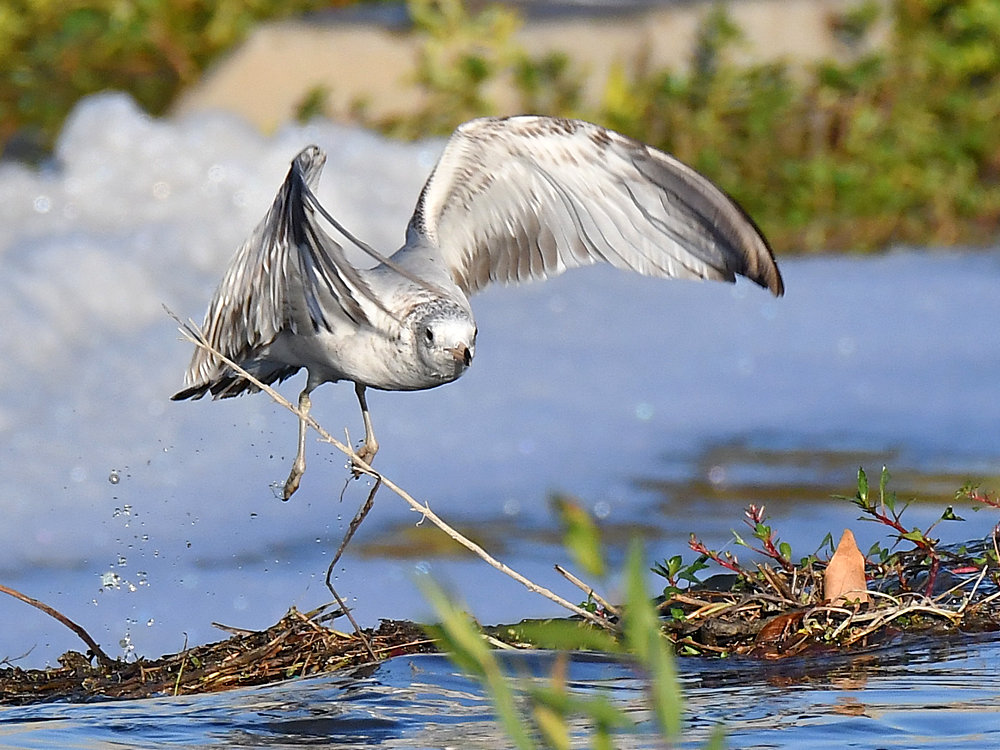 Gull17.jpg