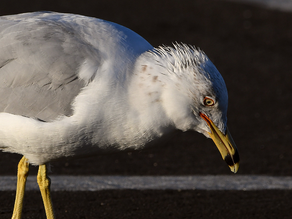 Gull18.jpg