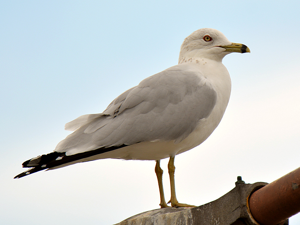 Gull2.jpg