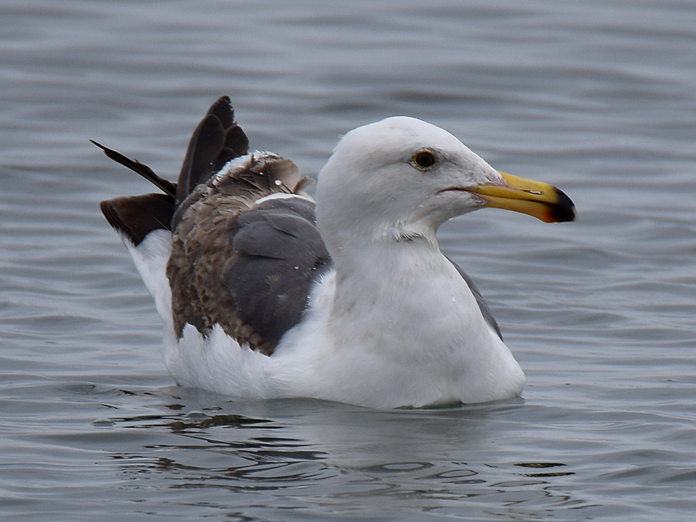Gull2.jpg