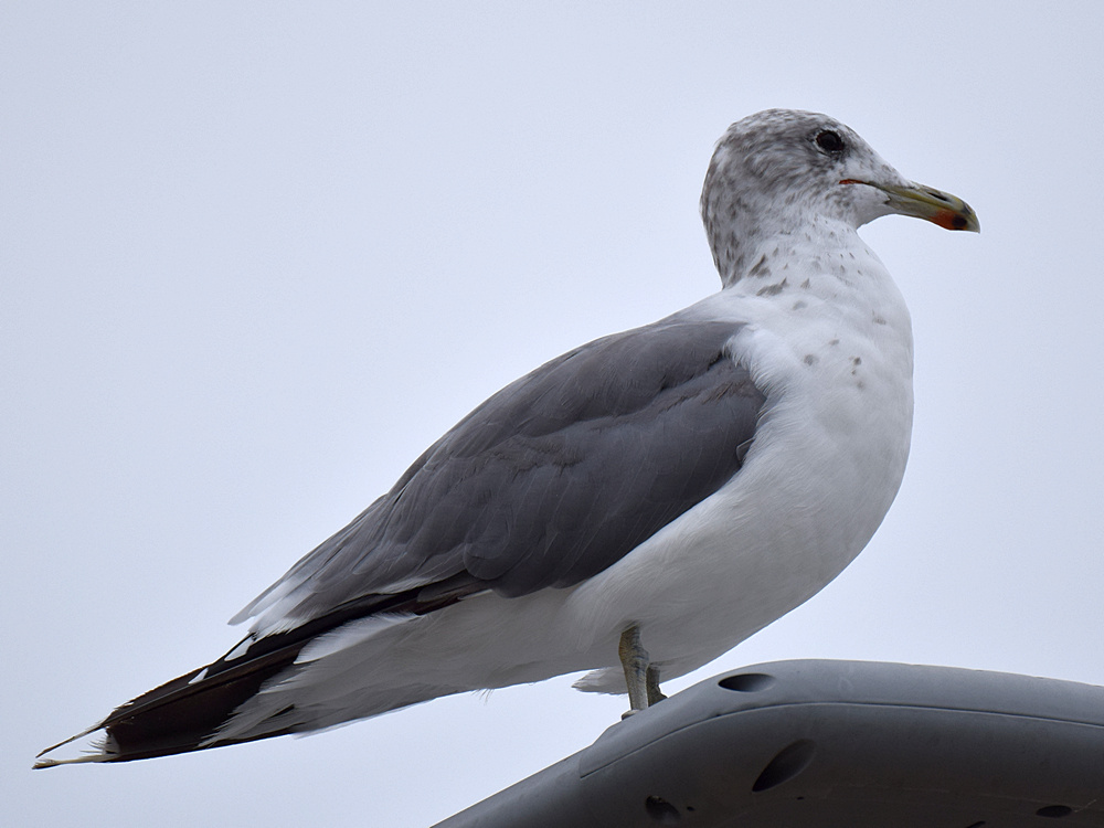 Gull2.jpg