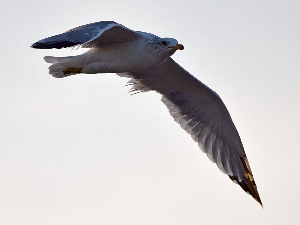 Gull2.jpg