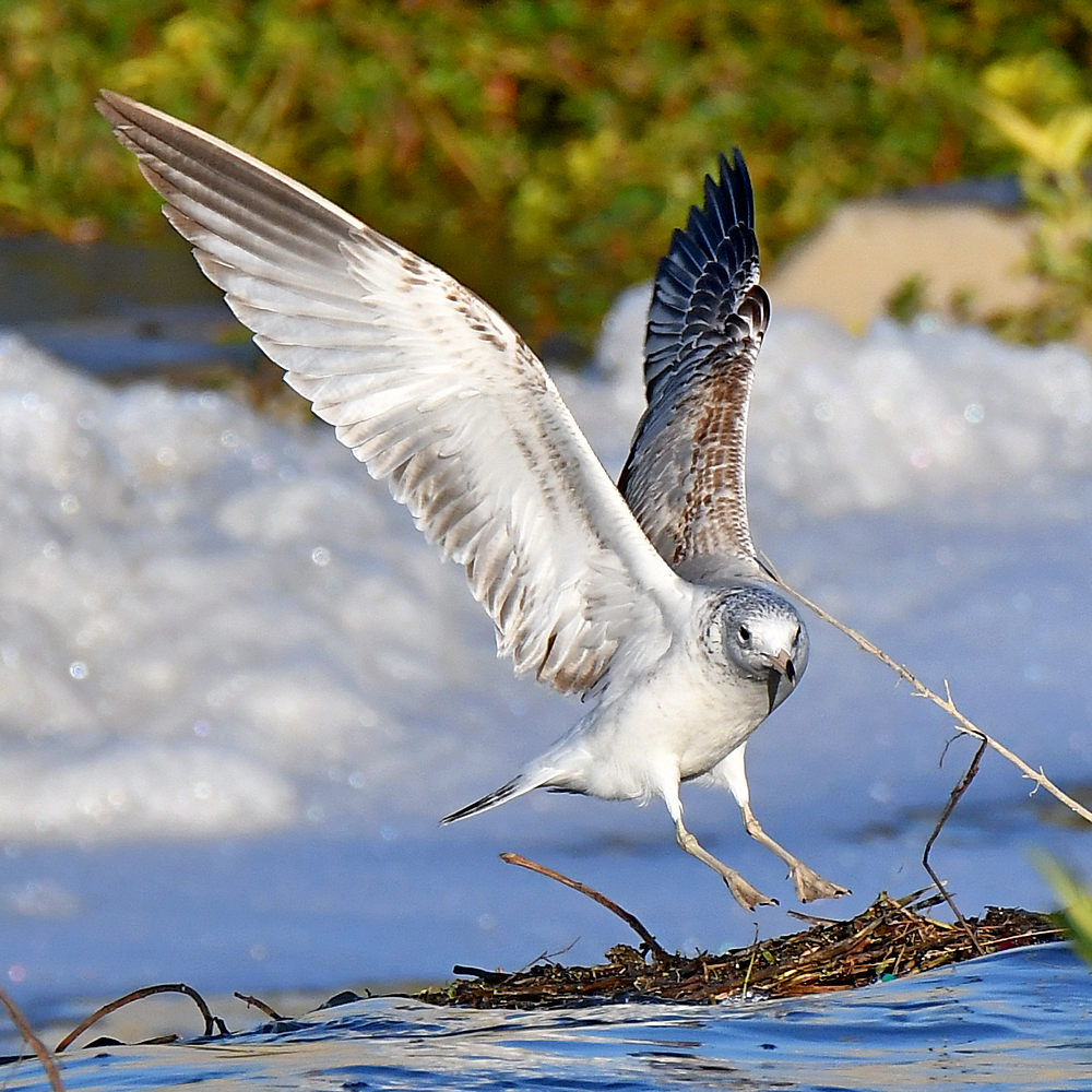 Gull2.jpg