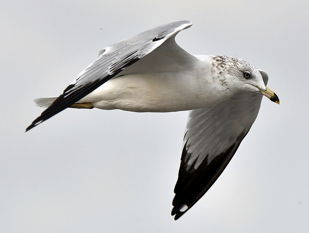 Gull2.jpg