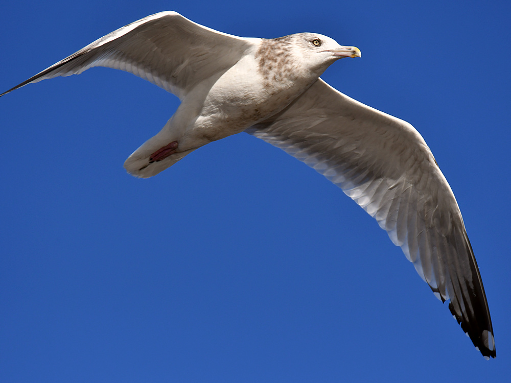 Gull2.jpg