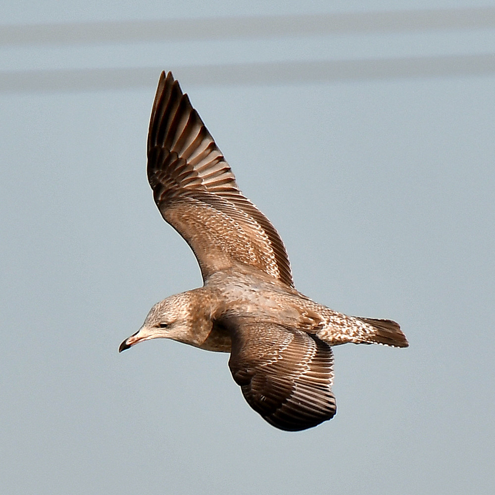 Gull2.jpg