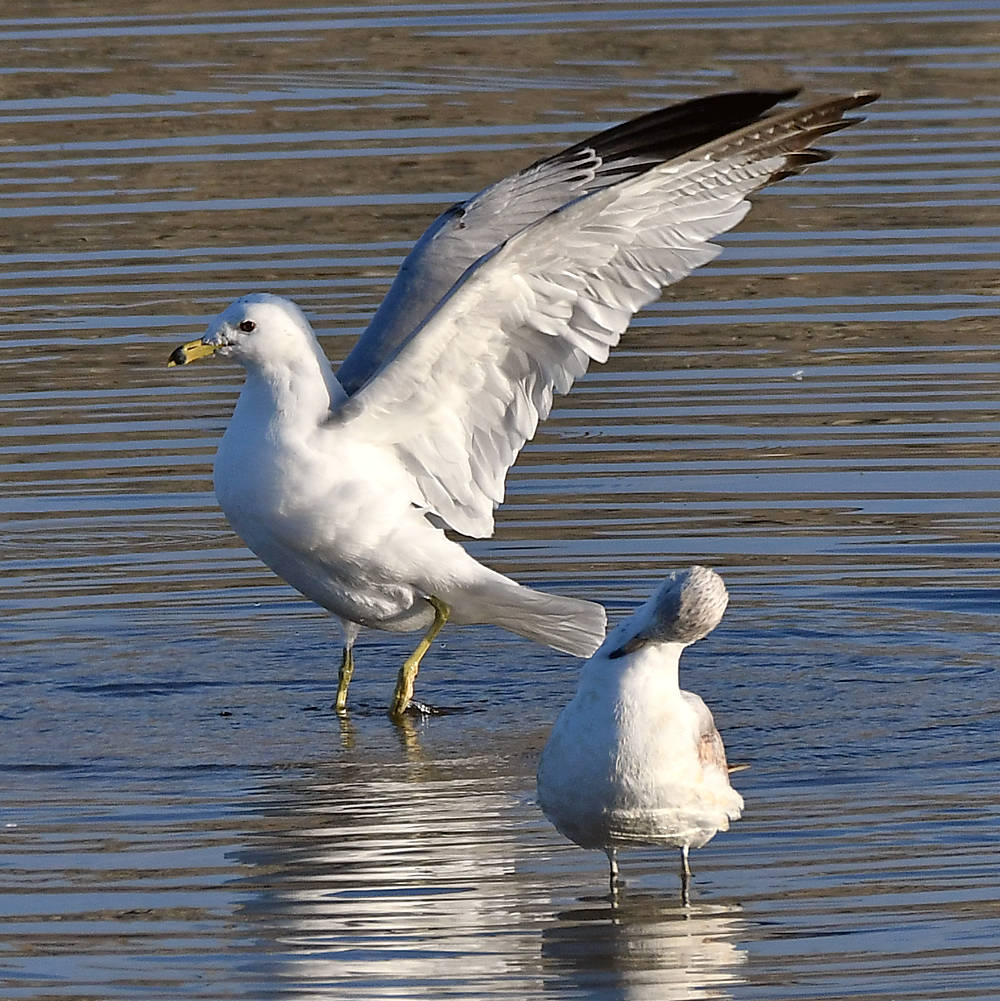 Gull2.jpg