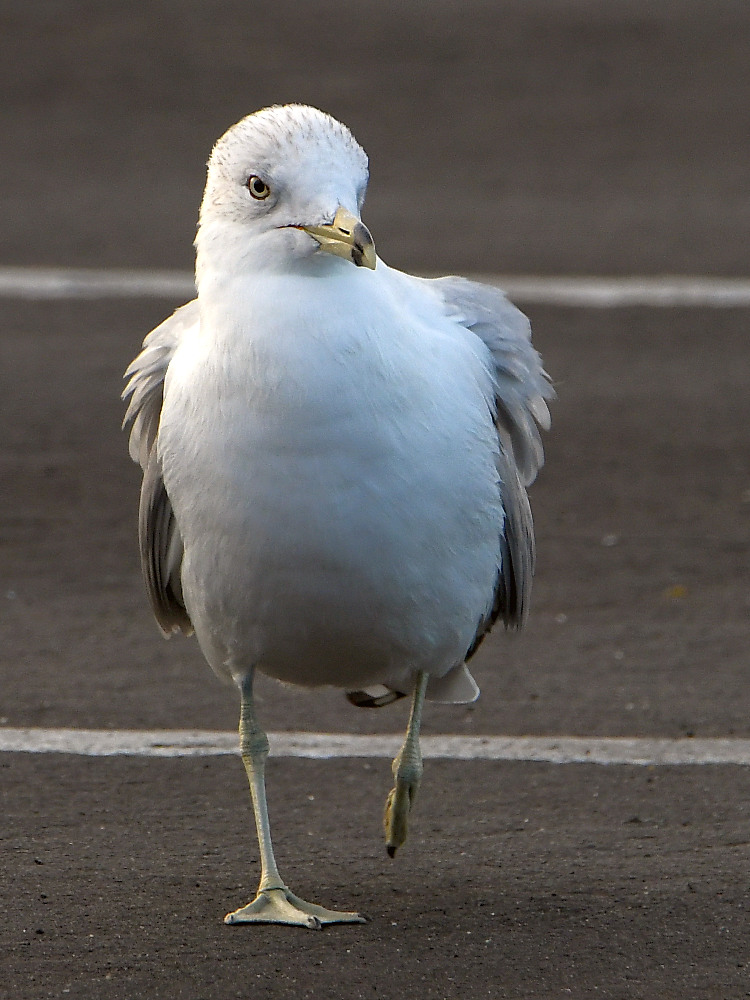 Gull2.jpg