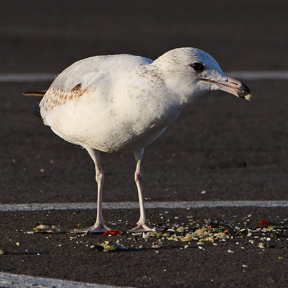 Gull2.jpg